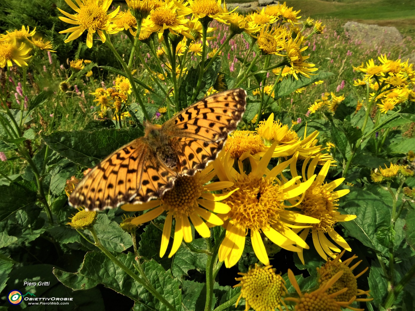 88 Senecio alpino (Senecio alpinus) con farfalla.JPG